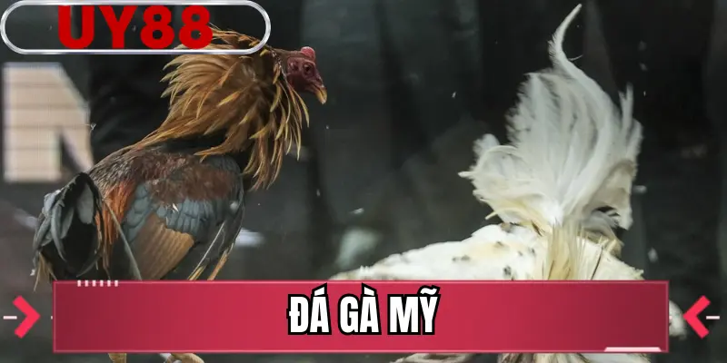 Đá Gà Mỹ