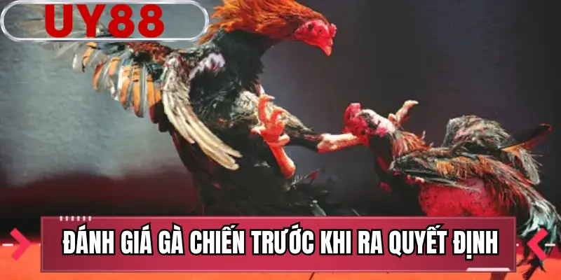Đánh giá gà chiến trước khi ra quyết định