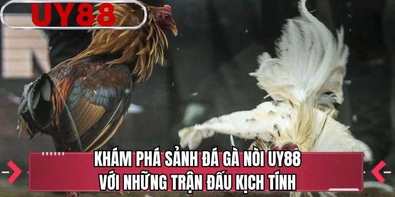 Khám phá sảnh đá gà nòi UY88 với những trận đấu kịch tính