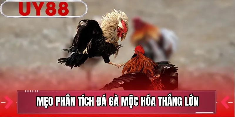 Mẹo phân tích đá gà Mộc Hóa thắng lớn