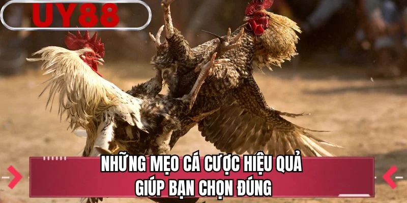 Những mẹo cá cược hiệu quả giúp bạn chọn đúng