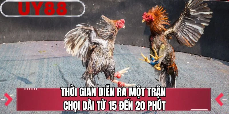 Thời gian diễn ra một trận chọi dài từ 15 đến 20 phút